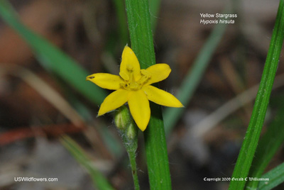 Yellow Star Grass, Common Goldstar - Hypoxis hirsuta Yellow Star Grass, Common Goldstar - Hypoxis hirsuta