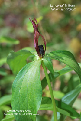 Lanceleaf Trillium, Lanceleaf Wakerobin - Trillium lancifolium Lanceleaf Trillium, Lanceleaf Wakerobin - Trillium lancifolium