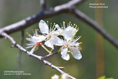 American Plum, Wild Plum - Prunus americana
