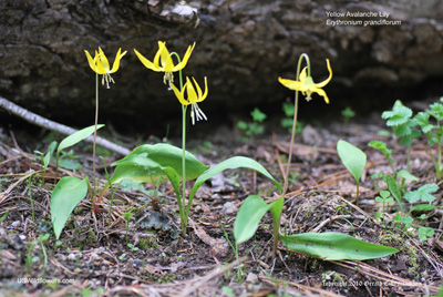 Yellow Avalanche Lily - Erythronium grandiflorum