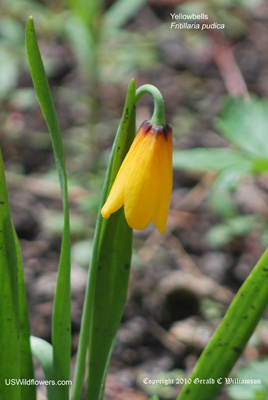 Yellowbells - Fritillaria pudica