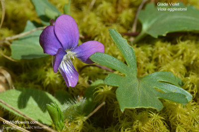 Glade Violet, Eggleston’s Violet - Viola egglestonii