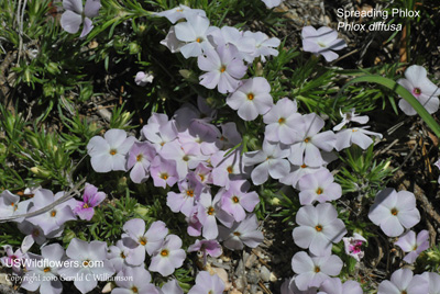 Spreading Phlox - Phlox diffusa