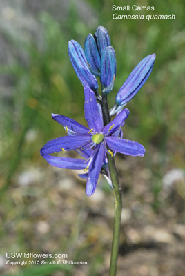 Small Camas, Quamash - Camassia quamash Small Camas, Quamash - Camassia quamash