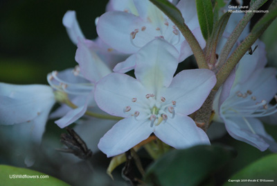 Rosebay Rhododendron, Great Laurel - Rhododendron maximum
