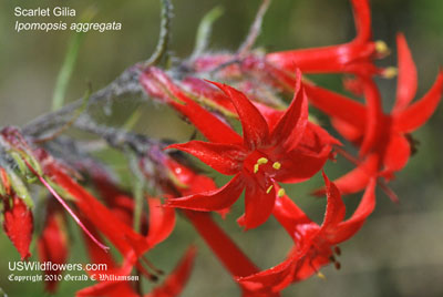 Scarlet Gilia, Scarlet Skyrocket, Scarlet Trumpet, Skunk Flower - Ipomopsis aggregata