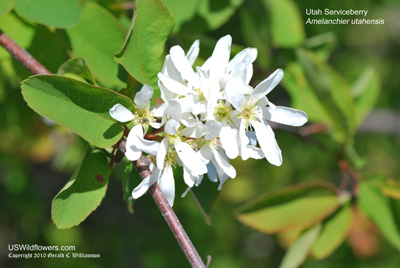 Utah Serviceberry, Pale Serviceberry, Western Serviceberry - Amelanchier utahensis