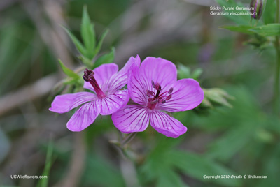 Sticky Purple Geranium - Geranium viscosissimum Sticky Purple Geranium - Geranium viscosissimum