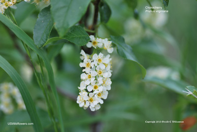 Chokecherry, Western Chokecherry, Black Chokecherry - Prunus virginiana Chokecherry, Western Chokecherry, Black Chokecherry - Prunus virginiana