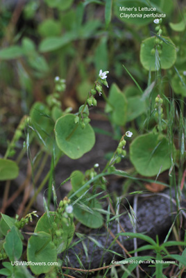 Miner's Lettuce - Claytonia perfoliata