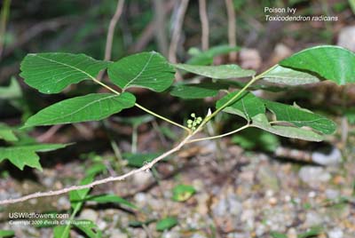 Eastern Poison Ivy - Toxicodendron radicans