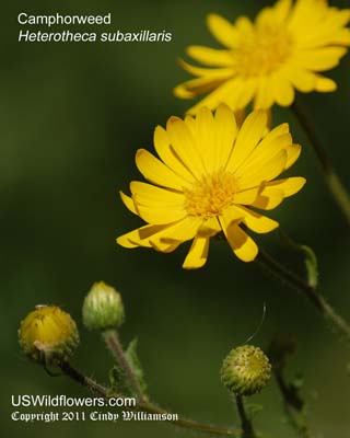 Camphorweed, Camphor Weed, False Goldenaster - Heterotheca subaxillaris