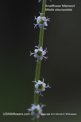 Smallflower Miterwort, Side-flowered miterwort - Mitella stauropetala
