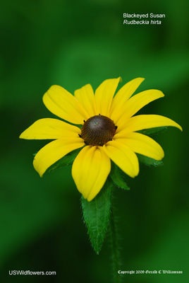 Black-eyed Susan - Rudbeckia hirta Black-eyed Susan - Rudbeckia hirta