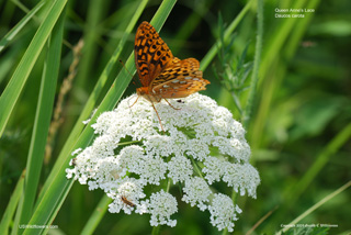 Queen Anne's Lace, Wild Carrot - Daucus carota