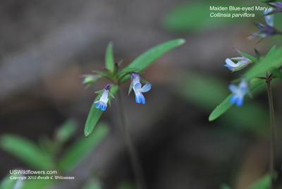 Blue-eyed Mary, Maiden Blue Eyed Mary, Smallflower Blue Eyed Mary - Collinsia parviflora