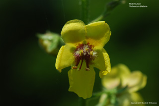 Moth Mullein - Verbascum blattaria