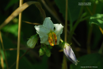 Carolina Horse Nettle, Bull Nettle, Devil's Tomato - Solanum carolinense Carolina Horse Nettle, Bull Nettle, Devil's Tomato - Solanum carolinense