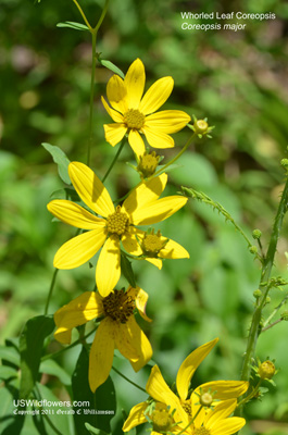 Greater Tickseed, Whorled Leaf Coreopsis, Forest Tickseed - Coreopsis major Greater Tickseed, Whorled Leaf Coreopsis, Forest Tickseed - Coreopsis major
