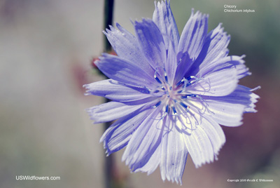 Chicory - Cichorium intybus Chicory - Cichorium intybus