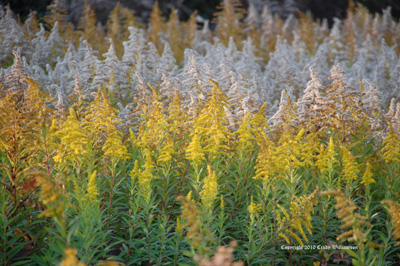 Goldenrod at various stages in its life Goldenrod at various stages in its life