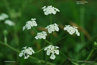 Spreading Hedge Parsley, Field Hedge Parsley, Common Hedge Parsley - Torilis arvensis Spreading Hedge Parsley, Field Hedge Parsley, Common Hedge Parsley - Torilis arvensis