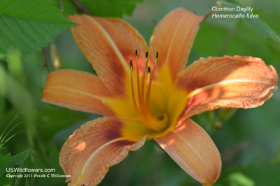 Common Daylily, Tawny Daylily, Orange Daylily - Hemerocallis fulva