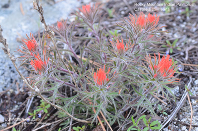 Rocky Mountain Indian Paintbrush, Coville Indian Paintbrush - Castilleja covilleana Rocky Mountain Indian Paintbrush, Coville Indian Paintbrush - Castilleja covilleana