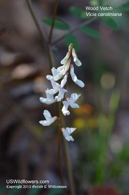 Wood Vetch, Carolina Vetch, Pale Vetch - Vicia caroliniana Wood Vetch, Carolina Vetch, Pale Vetch - Vicia caroliniana