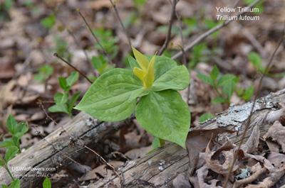 Yellow Trillium, Yellow Wakerobin - Trillium luteum Yellow Trillium, Yellow Wakerobin - Trillium luteum