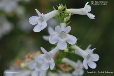 Hot-rock Penstemon, Scabland penstemon, Hot-rock Beardtongue - Penstemon deustus