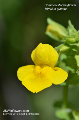Yellow Monkeyflower, Common Monkeyflower, Seep Monkeyflower - Mimulus guttatus Yellow Monkeyflower, Common Monkeyflower, Seep Monkeyflower - Mimulus guttatus