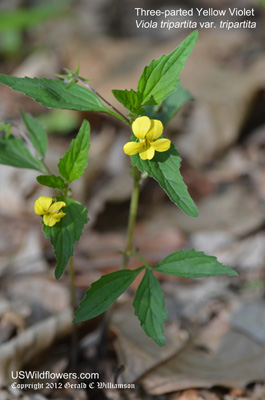 Three-parted Yellow Violet, Threepart Violet, Wedge-leaf Yellow Violet - Viola tripartita