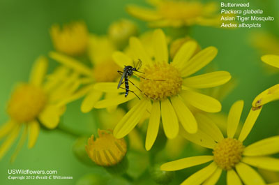 Butterweed, Yellowtop, Cressleaf Groundsel, Floodplain Ragwort - Packera glabella