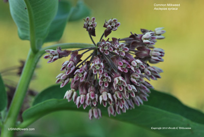Common Milkweed - Asclepias syriaca