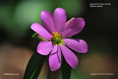 Appalachian Rose Gentian - Sabatia capitata Appalachian Rose Gentian - Sabatia capitata