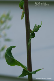 Lactuca canadensis