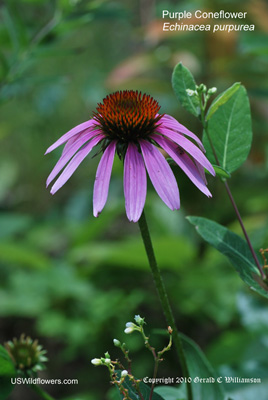 Purple Coneflower - Echinacea purpurea Purple Coneflower - Echinacea purpurea