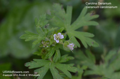 Carolina Geranium, Carolina Cranesbill - Geranium carolinianum