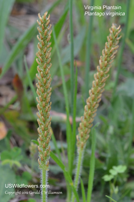 Virginia Plantain, Dwarf Plantain, Southern Plantain, Hoary Plantain, Paleseed Indianwheat - Plantago virginica