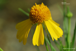 Bitterweed, Yellowdicks - Helenium amarum Bitterweed, Yellowdicks - Helenium amarum