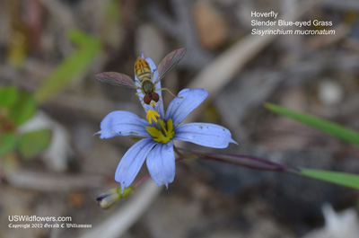 Needletip Blue-eyed Grass, Michaux's Blue-eyed-Grass, Slender Blue-eyed Grass, Narrow-Leaved Blue-eyed-Grass - Sisyrinchium mucronatum
