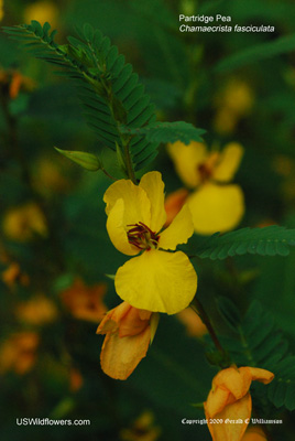 Partridge Pea, Sleepingplant - Chamaecrista fasciculata Partridge Pea, Sleepingplant - Chamaecrista fasciculata