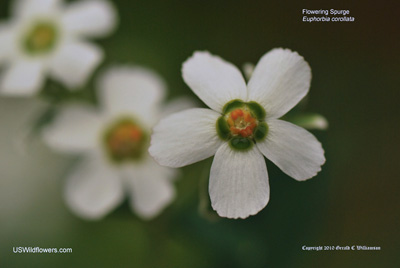 Flowering Spurge, Blooming Spurge, Emetic Root - Euphorbia corollata Flowering Spurge, Blooming Spurge, Emetic Root - Euphorbia corollata