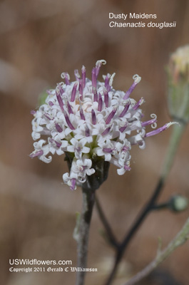 Dusty Maidens, Douglas' Dustymaiden, Chaenactis, Douglas False Yarrow - Chaenactis douglasii Dusty Maidens, Douglas' Dustymaiden, Chaenactis, Douglas False Yarrow - Chaenactis douglasii