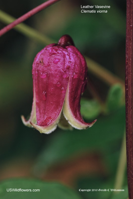 Leather Vasevine - Clematis viorna Leather Vasevine - Clematis viorna