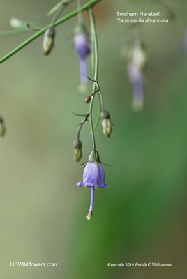 Southern Harebell, Small Bonny Bellflower - Campanula divaricata Southern Harebell, Small Bonny Bellflower - Campanula divaricata