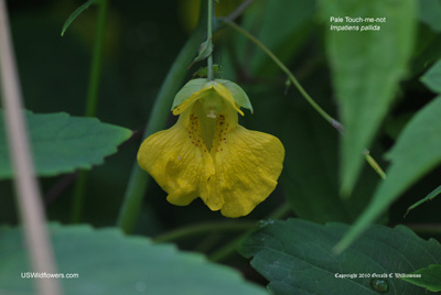 Pale Touch-me-not - Impatiens pallida