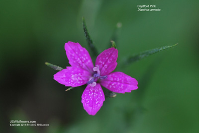 Deptford Pink - Dianthus armeria