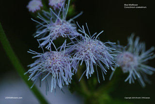 Blue Mistflower - Conoclinium coelestinum